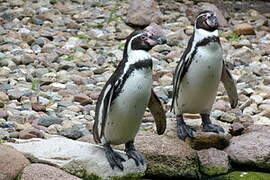 Humboldt Penguin