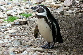 Humboldt Penguin