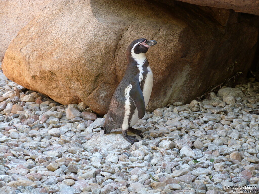 Humboldt Penguin