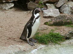 Humboldt Penguin