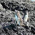 Manchot des Galapagos
