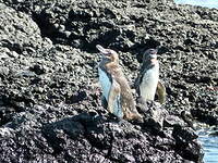 Manchot des Galapagos