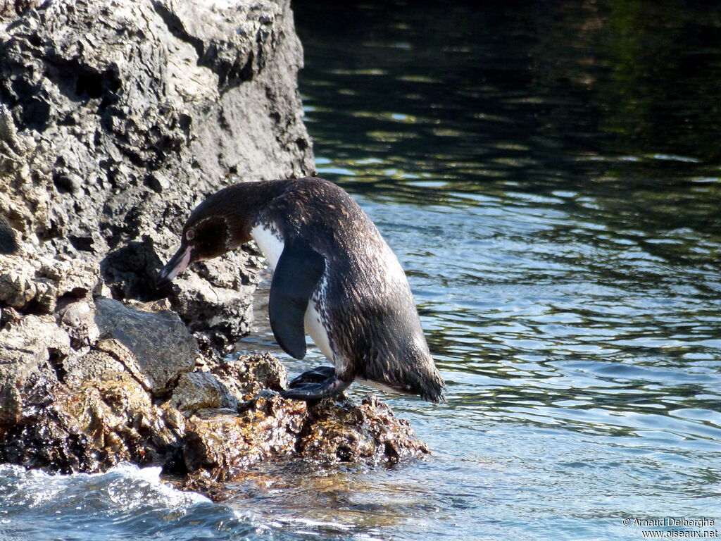 Manchot des Galapagos