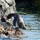 Manchot des Galapagos