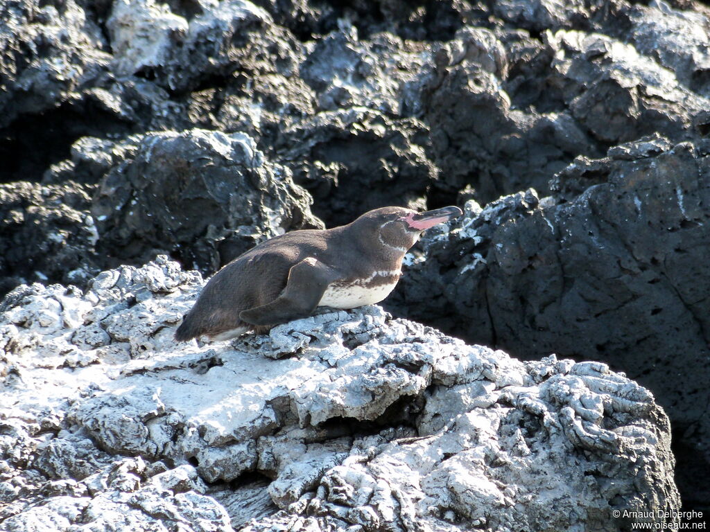 Galapagos Penguin