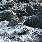 Manchot des Galapagos