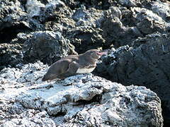 Galapagos Penguin