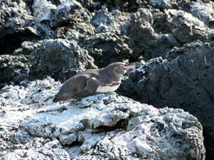 Manchot des Galapagos