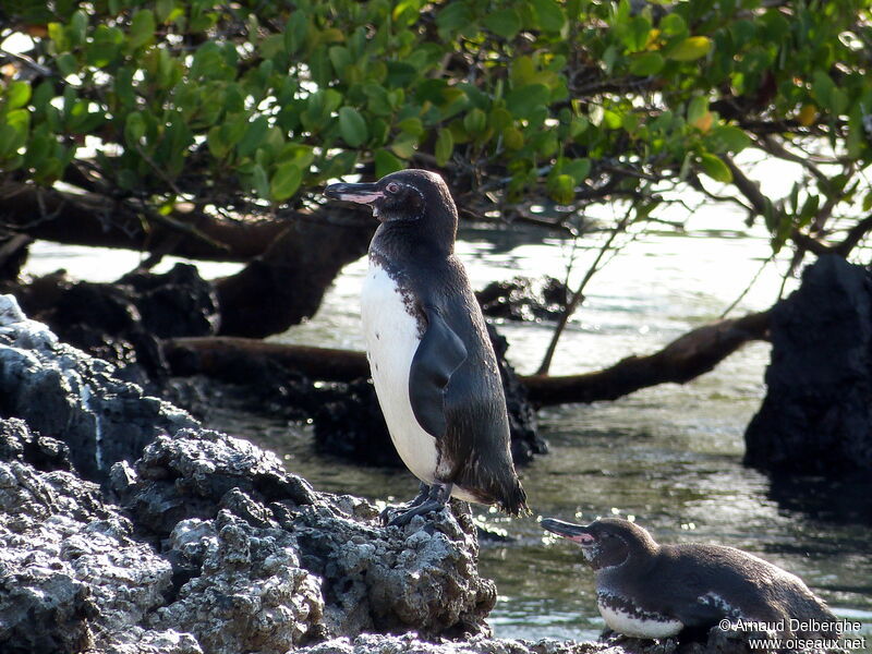 Manchot des Galapagos
