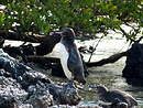 Manchot des Galapagos