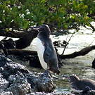 Manchot des Galapagos