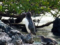 Galapagos Penguin