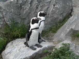Manchot du Cap