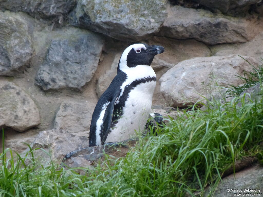 African Penguin