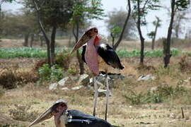 Marabou Stork