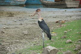 Marabou Stork