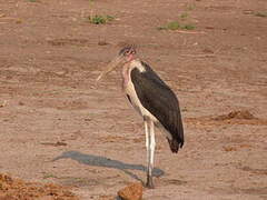 Marabou Stork