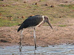 Marabou Stork