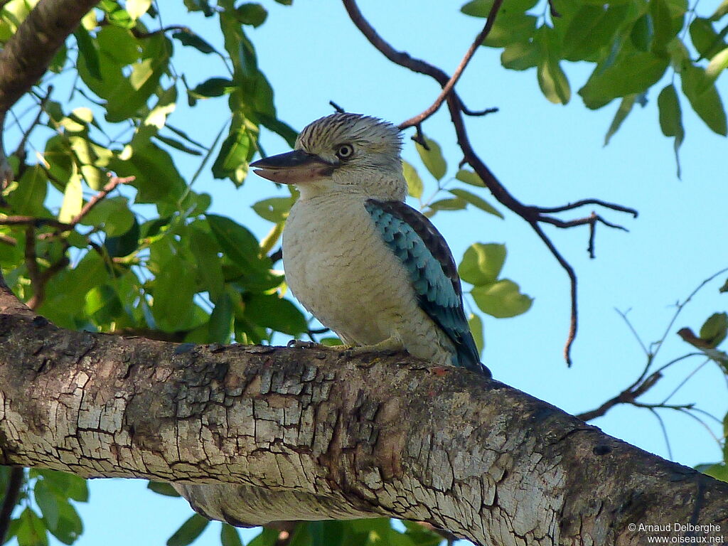 Martin-chasseur à ailes bleues