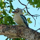 Martin-chasseur à ailes bleues