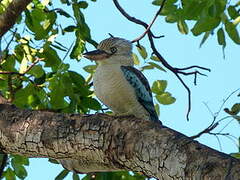 Martin-chasseur à ailes bleues