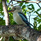 Martin-chasseur à ailes bleues