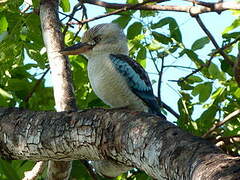 Blue-winged Kookaburra