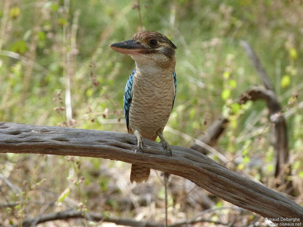 Blue-winged Kookaburra