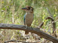 Martin-chasseur à ailes bleues