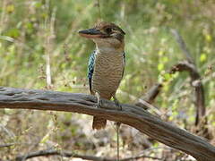 Blue-winged Kookaburra