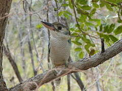 Blue-winged Kookaburra