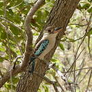 Martin-chasseur à ailes bleues