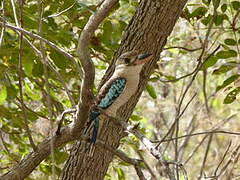 Blue-winged Kookaburra