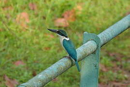 Collared Kingfisher