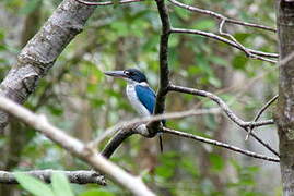 Collared Kingfisher