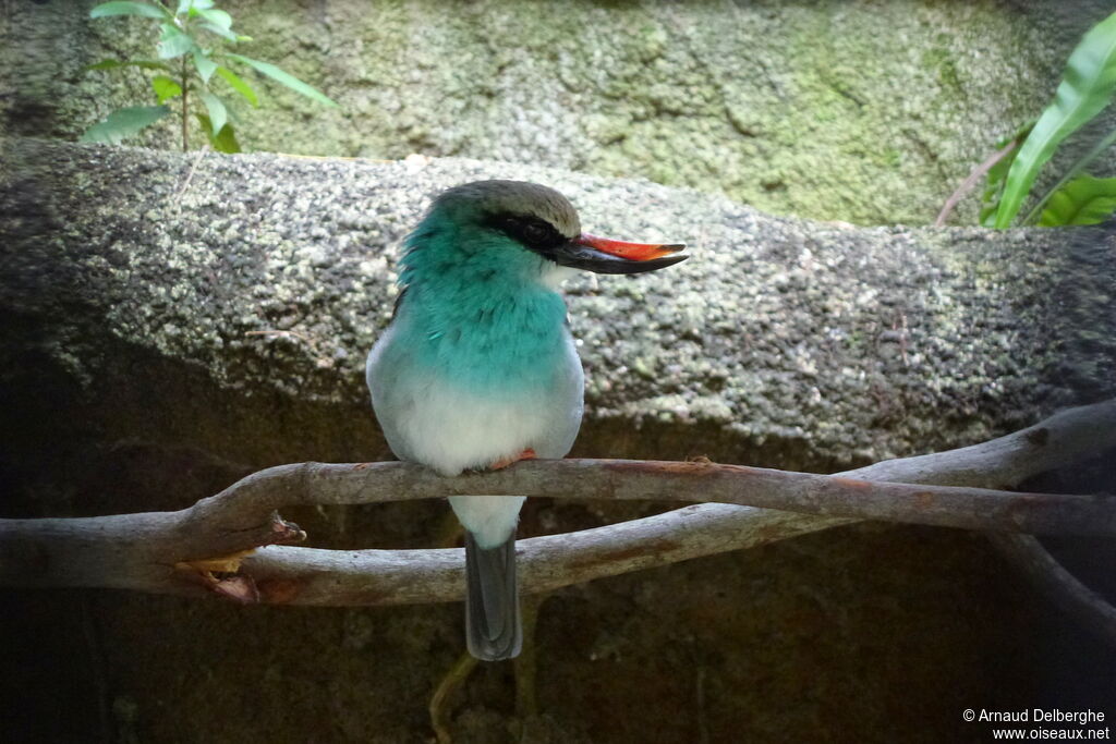 Blue-breasted Kingfisher