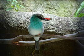 Blue-breasted Kingfisher