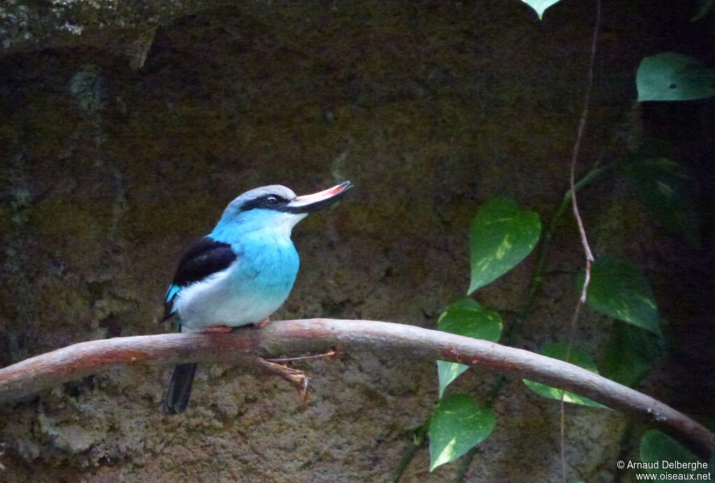 Martin-chasseur à poitrine bleue