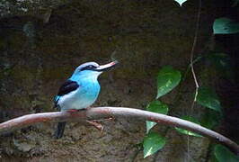 Blue-breasted Kingfisher