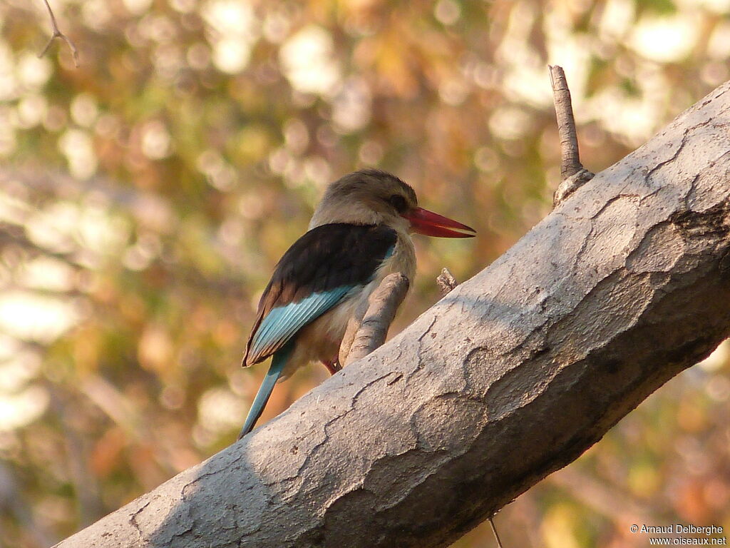 Brown-hooded Kingfisher