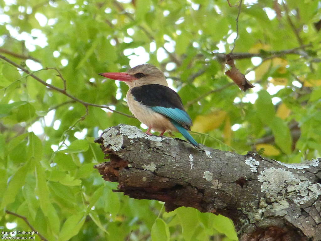 Brown-hooded Kingfisher male adult, habitat