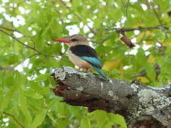 Brown-hooded Kingfisher