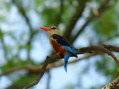 Grey-headed Kingfisher