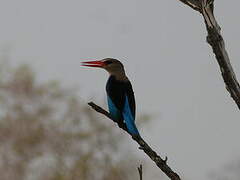 Grey-headed Kingfisher