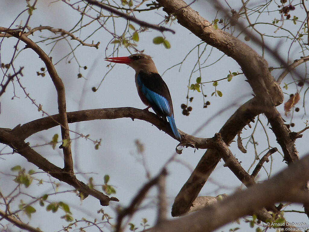 Grey-headed Kingfisher