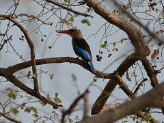 Grey-headed Kingfisher