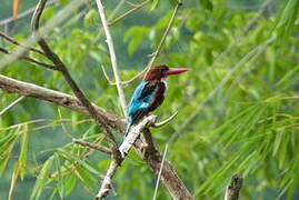 White-throated Kingfisher