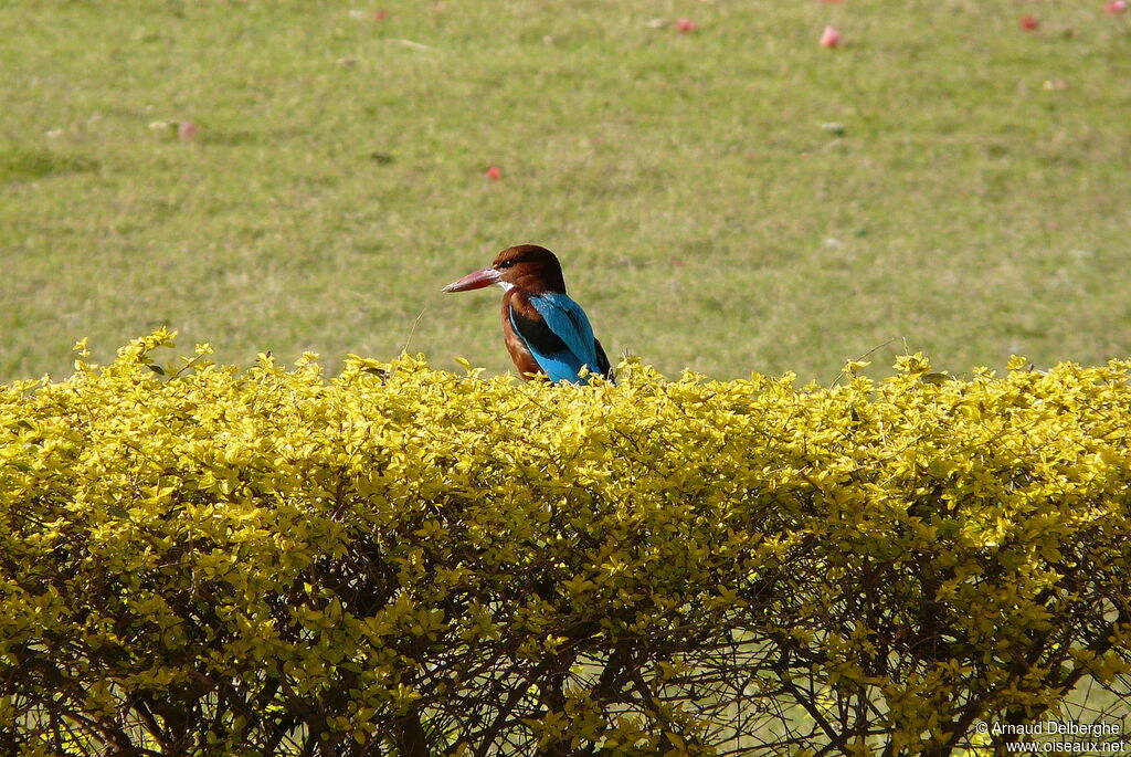 White-throated Kingfisher