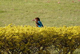 White-throated Kingfisher