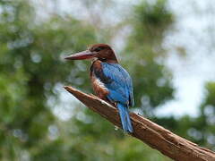 White-throated Kingfisher